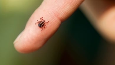 ANECPLA alerta del incremento de garrapatas en España