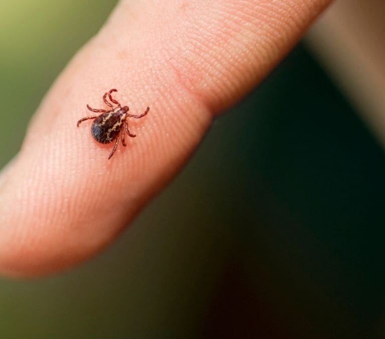 ANECPLA alerta del incremento de garrapatas en España