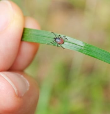 La forma más eficaz de eliminar las garrapatas de tu jardín