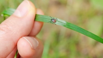 La forma más eficaz de eliminar las garrapatas de tu jardín