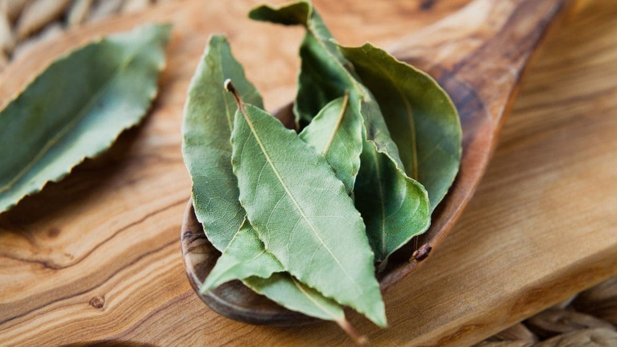 Hoja laurel