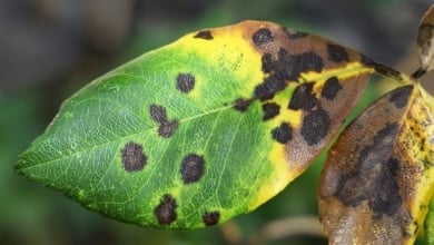 Por qué se ponen marrones las hojas de las plantas