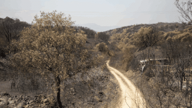 Los incendios activos mantienen en alerta a Asturias, León y Zamora