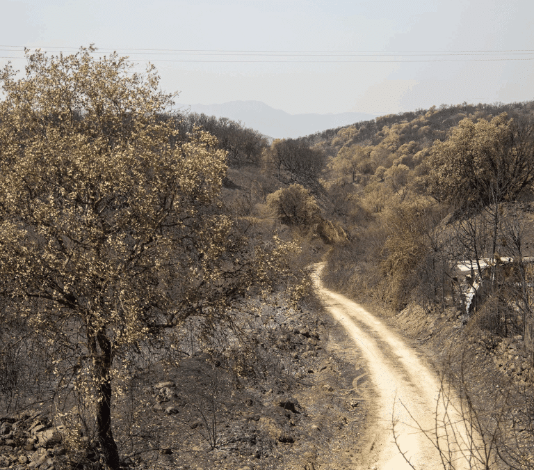Los incendios activos mantienen en alerta a Asturias, León y Zamora