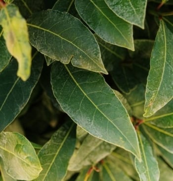 La mejor manera de mantener los laureles sanos del jardín