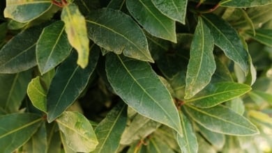 La mejor manera de mantener los laureles sanos del jardín