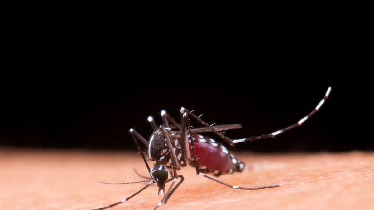 Mosquito sobre la piel