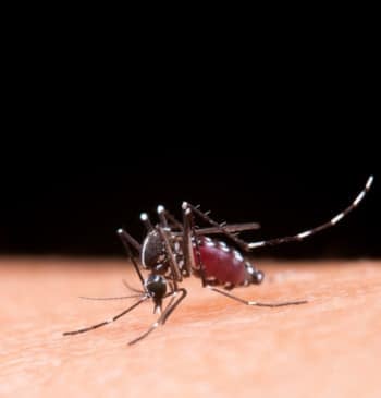 ¿Cómo aliviar las picaduras de mosquitos?