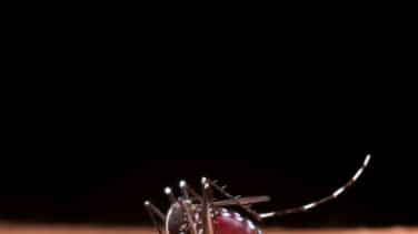 ¿Cómo aliviar las picaduras de mosquitos?