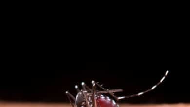 ¿Cómo aliviar las picaduras de mosquitos?