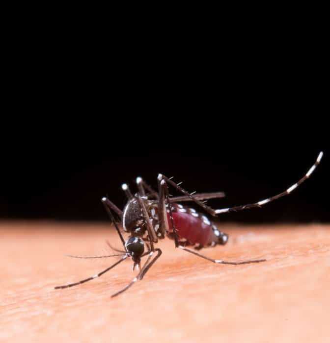 ¿Cómo aliviar las picaduras de mosquitos?