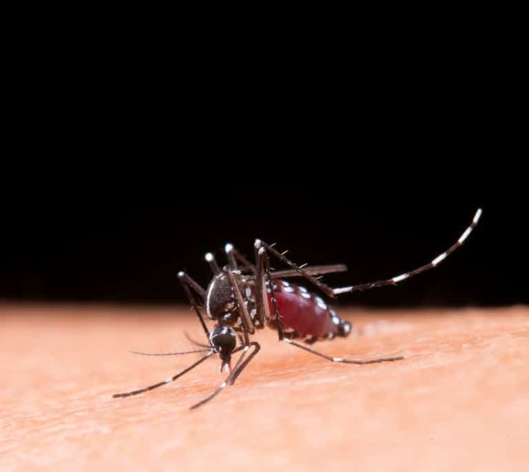 ¿Cómo aliviar las picaduras de mosquitos?