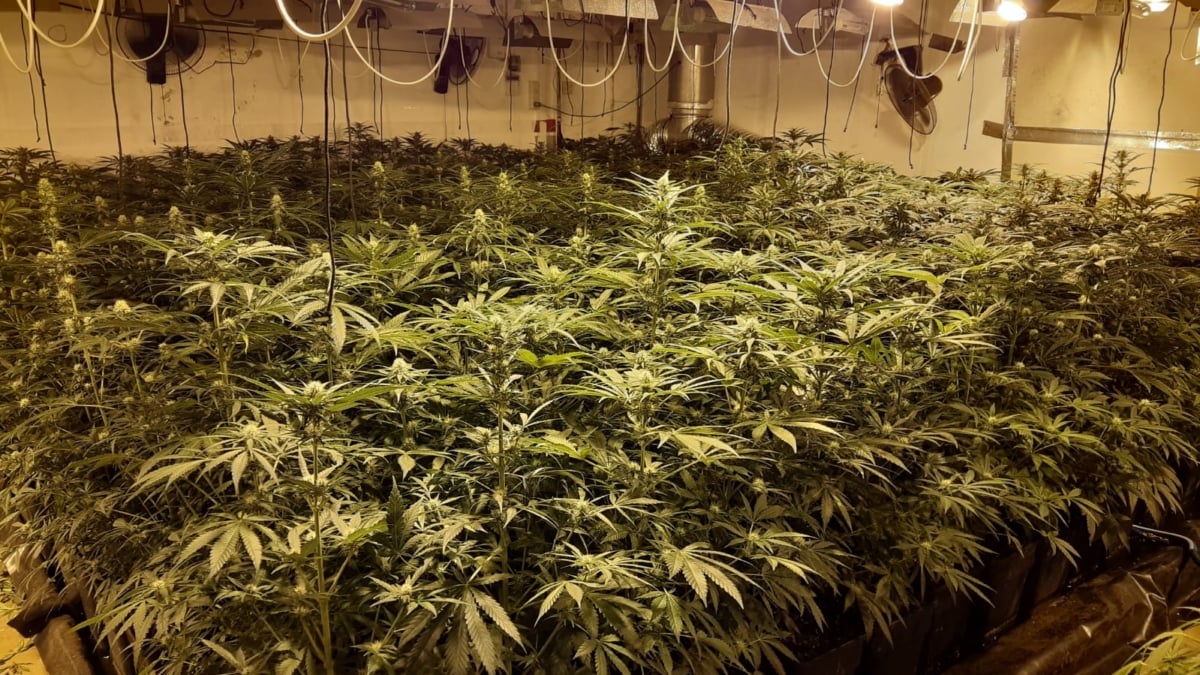 La marihuana encarece su factura de la luz y no lo sabe: cada día cientos de plantaciones le 'roban' energía