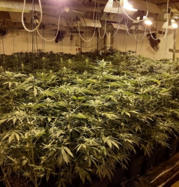 La marihuana encarece su factura de la luz y no lo sabe: [...]