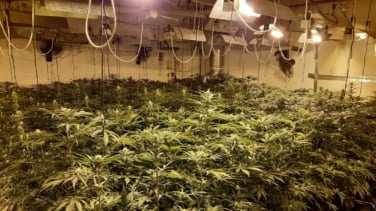 La marihuana encarece su factura de la luz y no lo sabe: cada día cientos de plantaciones le 'roban' energía