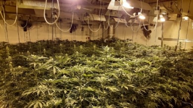 La marihuana encarece su factura de la luz y no lo sabe: cada día cientos de plantaciones le 'roban' energía