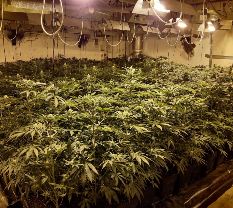 La marihuana encarece su factura de la luz y no lo sabe: cada día cientos de plantaciones le 'roban' energía