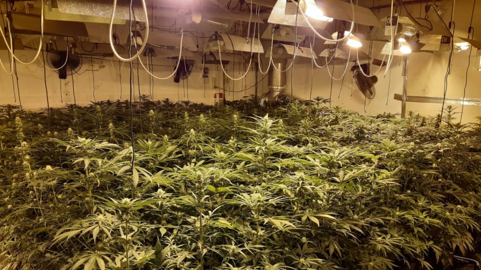 La marihuana encarece su factura de la luz y no lo sabe: cada día cientos de plantaciones le 'roban' energía