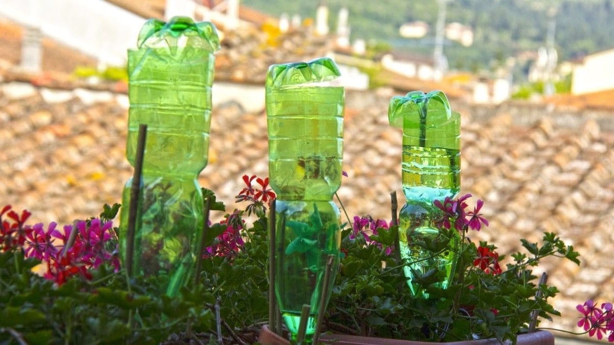 Plantas botella