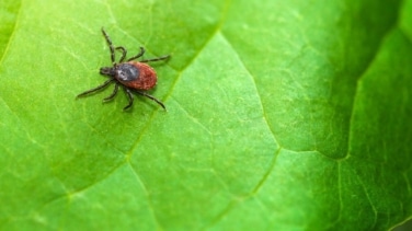 Las plantas que no debes tener si no quieres atraer a las garrapatas