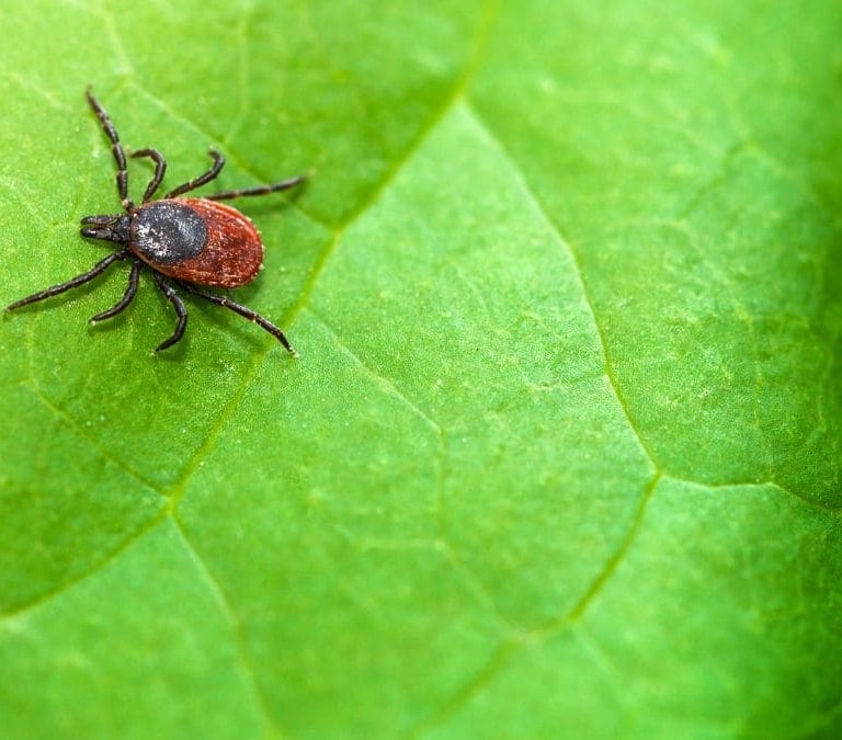 Las plantas que no debes tener si no quieres atraer a las garrapatas