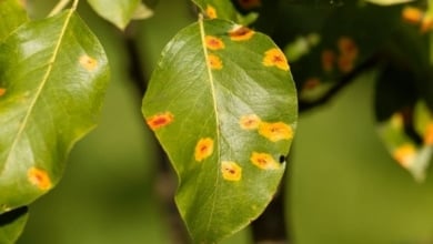 Cómo evitar los hongos en las plantas con un simple vaso de leche