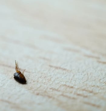Cómo protegerte de las pulgas en verano