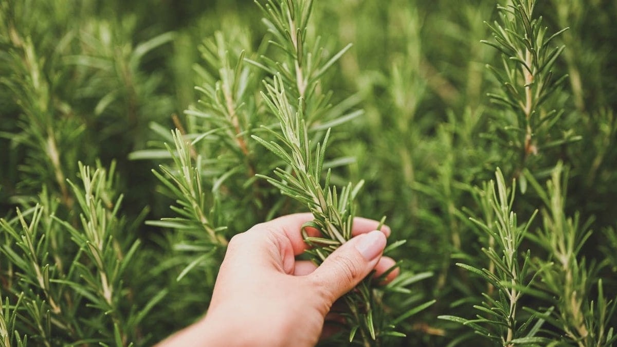 romero, salvia, albahaca, salud mental