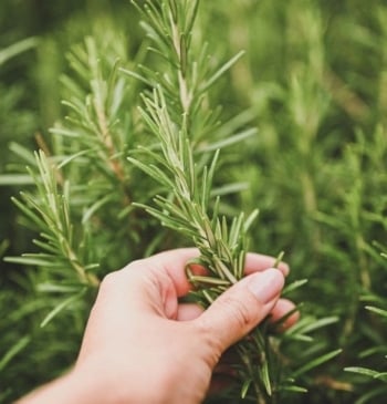 Los beneficios para la salud del romero, la salvia o la albahaca