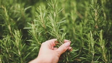 Los beneficios para la salud del romero, la salvia o la albahaca
