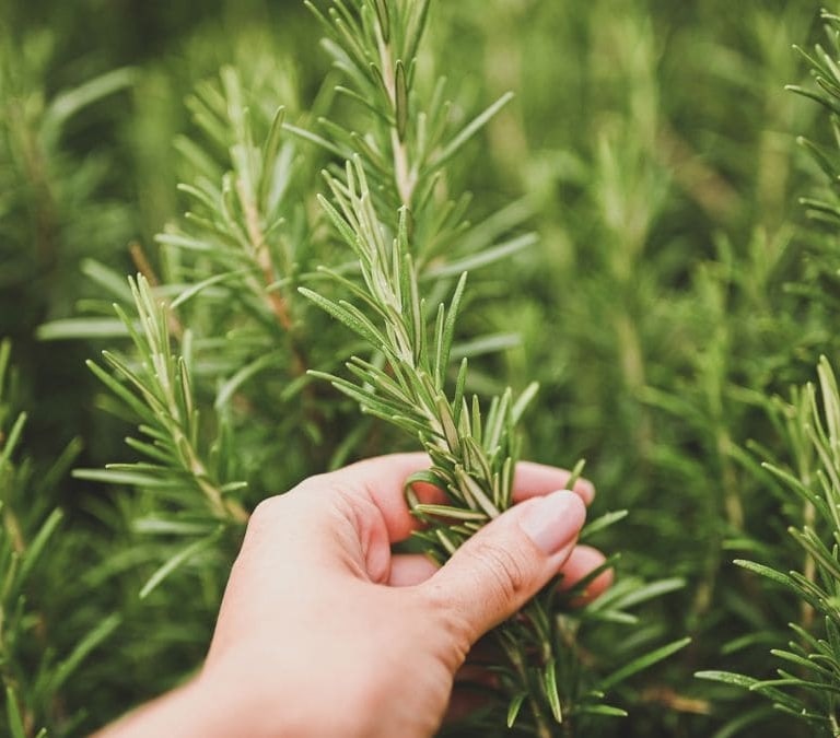 Los beneficios para la salud del romero, la salvia o la albahaca