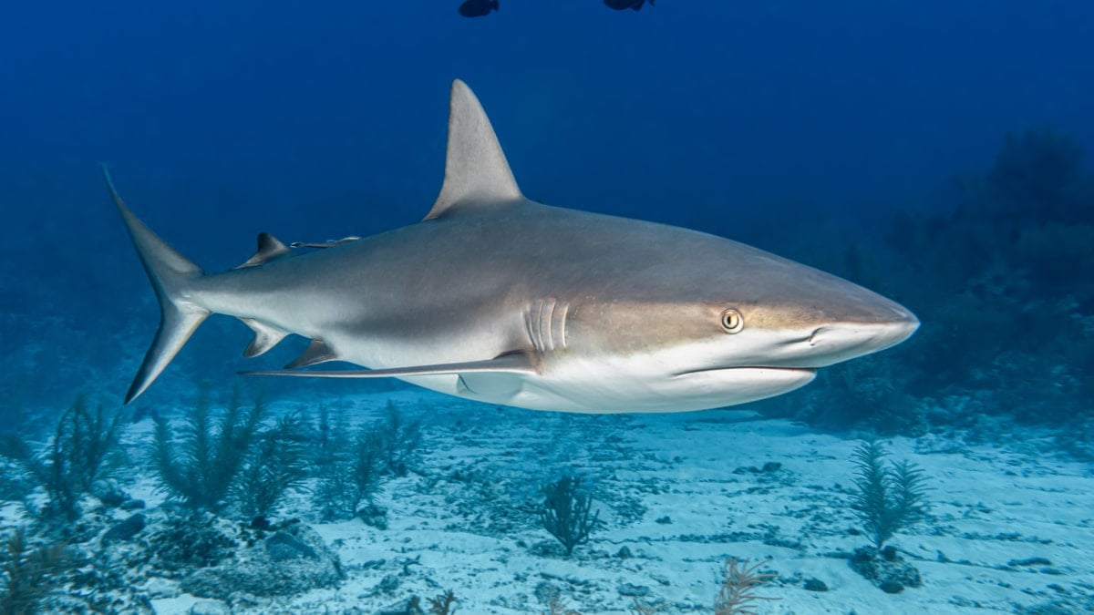 Estos son los tiburones que puedes encontrarte en España