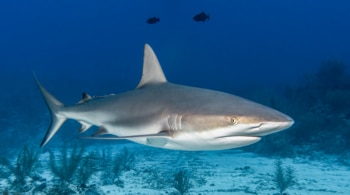 Estos son los tiburones que puedes encontrarte en España
