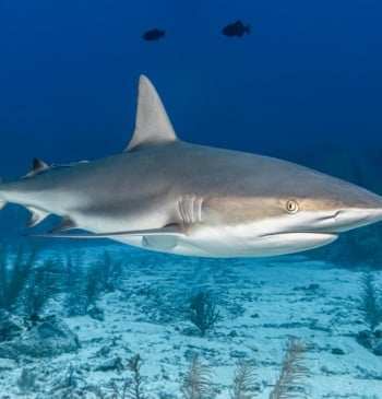 Estos son los tiburones que puedes encontrarte en España
