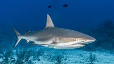 Estos son los tiburones que puedes encontrar en España