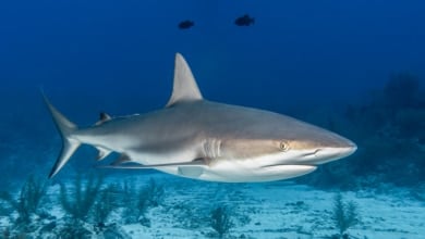 Estos son los tiburones que puedes encontrar en España