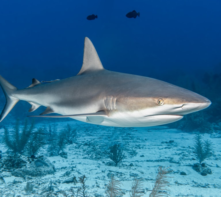 Estos son los tiburones que puedes encontrar en España