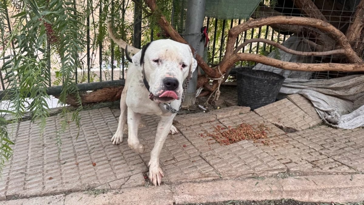 Investigan a una mujer en Murcia por dejar a su perro atado a pleno sol y sin agua ni comida