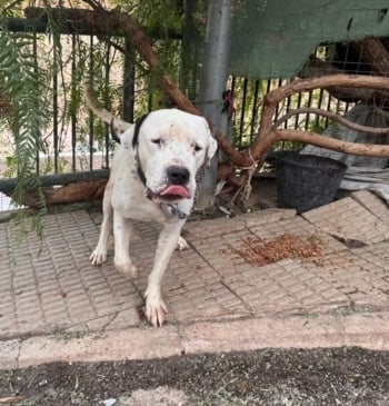 Investigan a una mujer en Murcia por dejar a su perro atado [...]