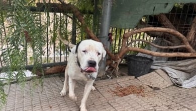 Investigan a una mujer en Murcia por dejar a su perro atado a pleno sol y sin agua ni comida