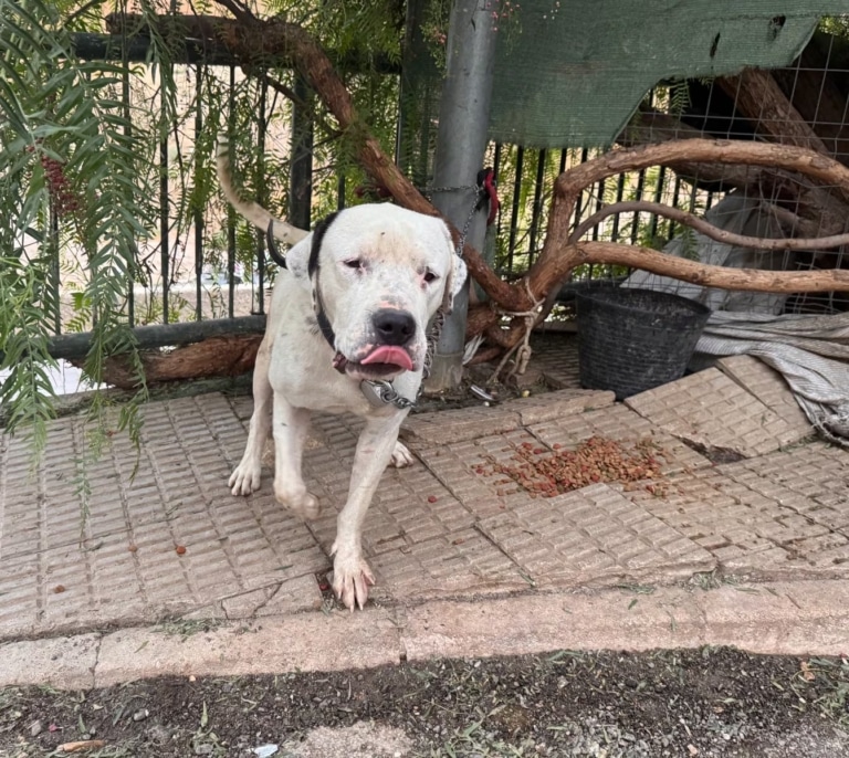 Investigan a una mujer en Murcia por dejar a su perro atado a pleno sol y sin agua ni comida