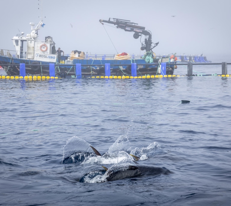 Así se engordan los atunes del Cantábrico en el 'ruedo marino' de Getaria