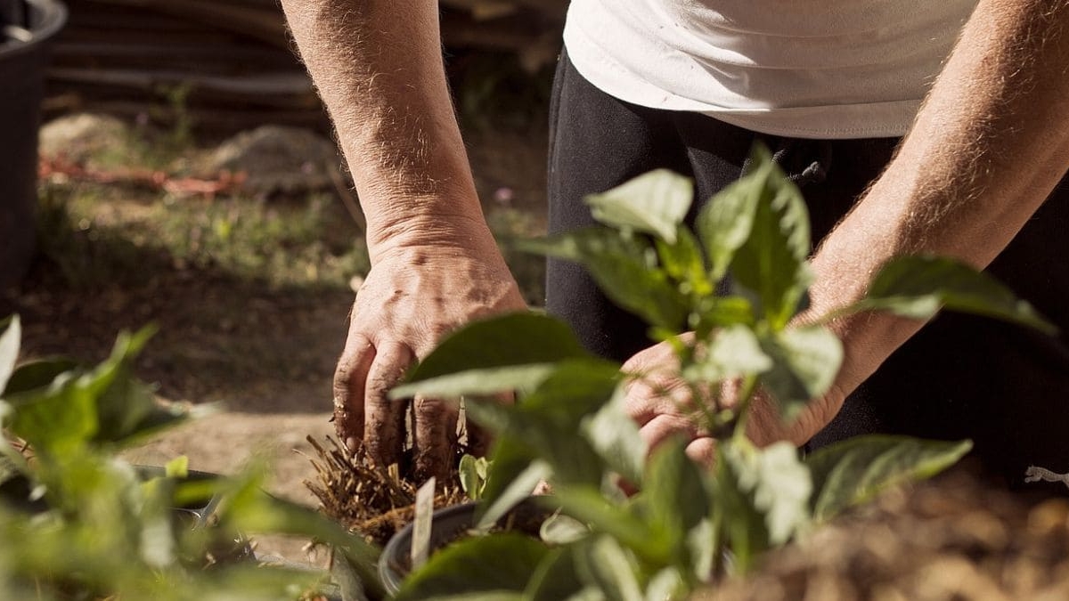 Abono plantas
