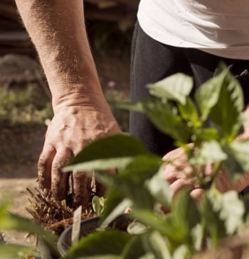 El abono casero para revivir las plantas dañadas en verano