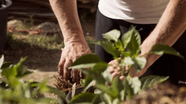 El abono casero para revivir las plantas dañadas en verano