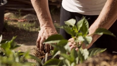 El abono casero para revivir las plantas dañadas en verano