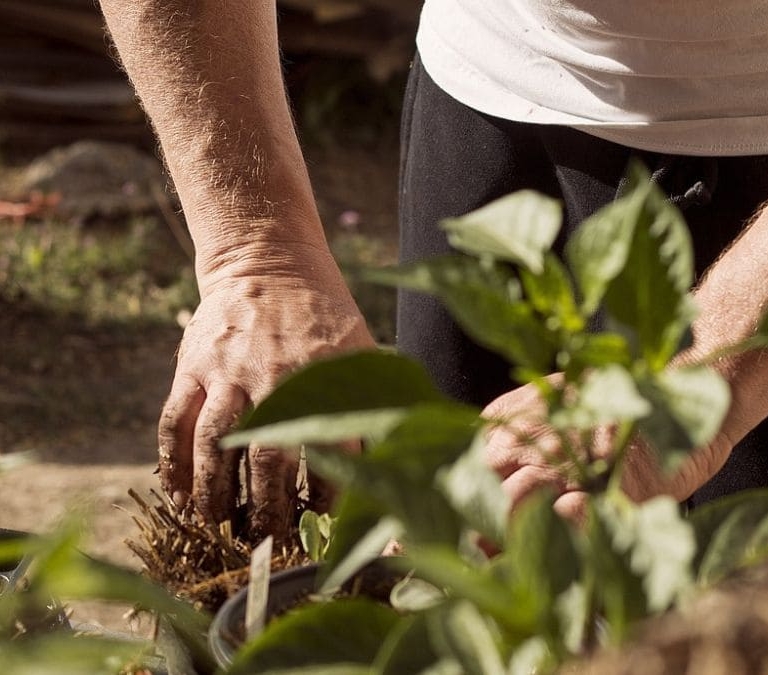 El abono casero para revivir las plantas dañadas en verano