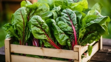 Por qué deberías incluir las acelgas a tu dieta habitual