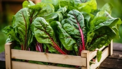 Por qué deberías incluir las acelgas a tu dieta habitual