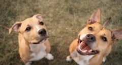 Así es la nueva rebaja fiscal para las familias que tengan un animal de compañía
